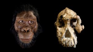 ซากดึกดำบรรพ์เชื่อมโยงGigantopithecus กับอุรังอุตังยุคใหม่
